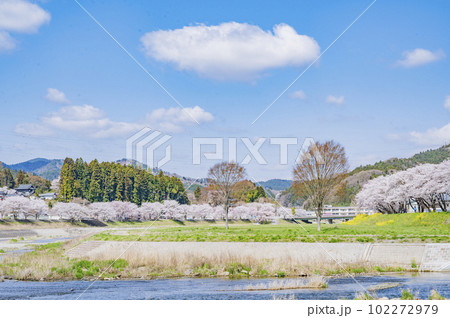 福島 春の久慈川河川敷 福島 春の久慈川河川敷 102272979
