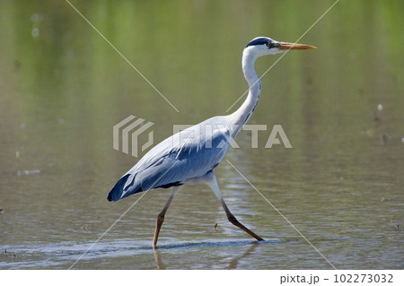 青鷺 heron / Japan 青鷺 heron / Japan 102273032