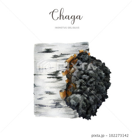 Chaga mushroom on the birch tree. Hand painted watercolor illustration. Inonotus obliquus medicinal fungus element. Chaga fungus growing on the tree. Organic natural treatment. White background 102273142