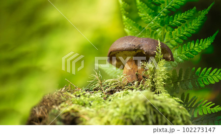 Imleria badia (Boletus badius) or Bay Bolete Imleria badia (Boletus badius) or Bay Bolete 102273147