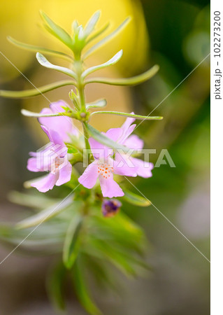 ウエストリンギアの花 102273200