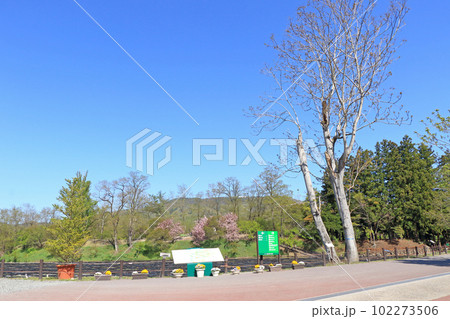 安曇野　大王わさび農場の春 102273506