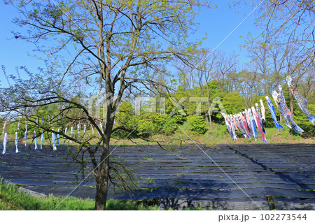 鯉のぼり舞う大王わさび農場の春 102273544