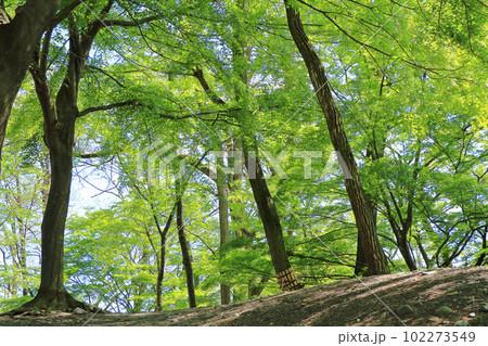 大王わさび農場　新緑の小道 102273549
