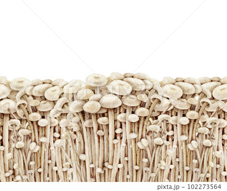 Enoki mushroom seamless border. Watercolor illustration. Hand drawn flammulina filiformis fungus element. Enokitake fresh fungi decor. Enoki mushrooms painted seamless border. White background Enoki mushroom seamless border. Watercolor illustration. Hand drawn flammulina filiformis fungus element. Enokitake fresh fungi decor. Enoki mushrooms painted seamless border. White background 102273564