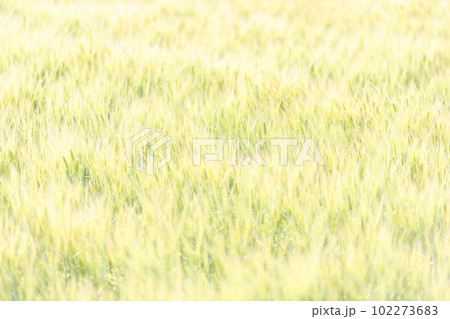 淡く美しい金色の麦畑の背景 淡く美しい金色の麦畑の背景 102273683