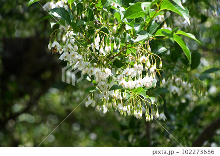 エゴノキの花 102273686