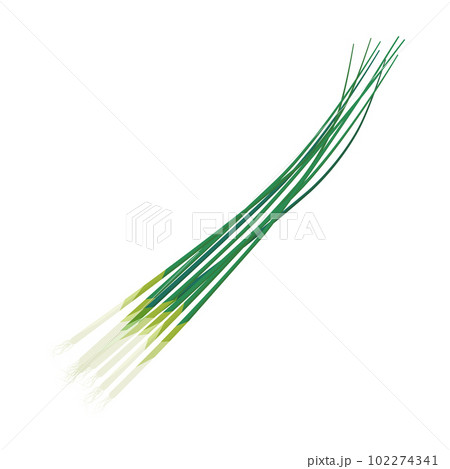 小葱のベクターイラスト。 102274341