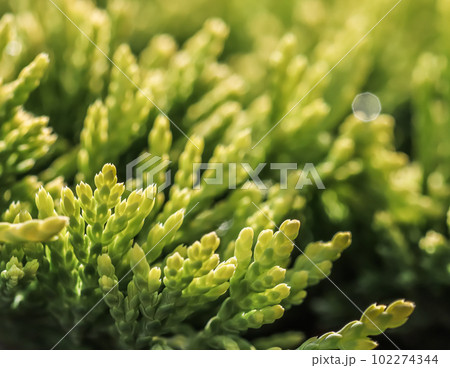 Evergreen coniferous branches of Juniperus horizontalis Golden Carpet, Creeping Juniper against the background of bark Evergreen coniferous branches of Juniperus horizontalis Golden Carpet, Creeping Juniper against the background of bark 102274344
