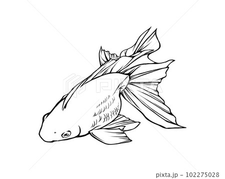 斜め上から見たリアルな金魚（琉金）の線画イラスト 102275028