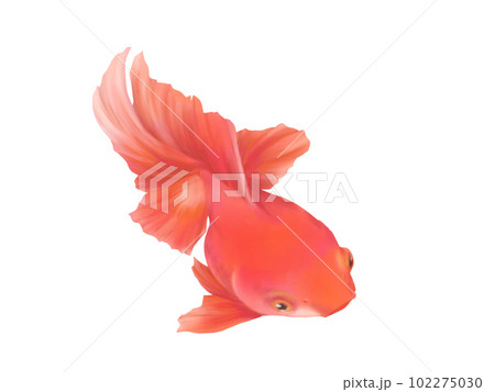 斜め上から見たリアルな金魚（琉金型素赤）のイラスト（水彩）の