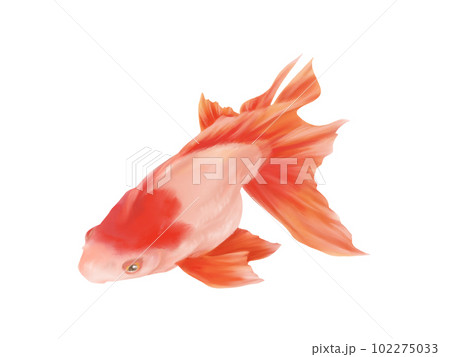斜め上から見たリアルな金魚(更紗琉金)のイラスト(水彩) 斜め上から見たリアルな金魚(更紗琉金)のイラスト(水彩) 102275033