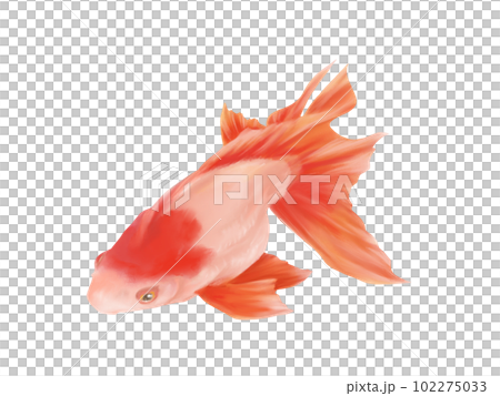斜め上から見たリアルな金魚(更紗琉金)のイラスト(水彩) 斜め上から見たリアルな金魚(更紗琉金)のイラスト(水彩) 102275033
