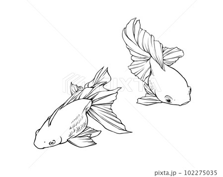 オリジナル手描きイラスト 密やかな金魚（オリジナル手描き