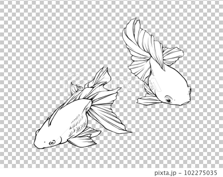 從上方對角線看到的兩條逼真的金魚 (Ryukin) 的線條圖 從上方對角線看到的兩條逼真的金魚 (Ryukin) 的線條圖 102275035