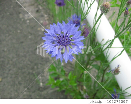 アスファルトの隙間から顔を出していたヤグルマギクを撮影しました。 アスファルトの隙間から顔を出していたヤグルマギクを撮影しました。 102275097