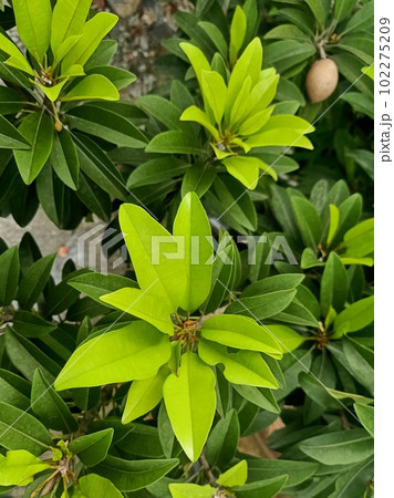 Close up of chicle plant  102275209