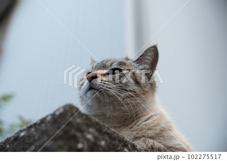見つめる猫 102275517