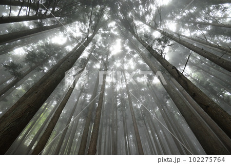 霧に包まれた杉林 102275764