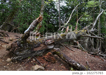朽ちた倒木 102275765