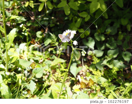 草原の花にとまっているシジミチョウ 草原の花にとまっているシジミチョウ 102276197