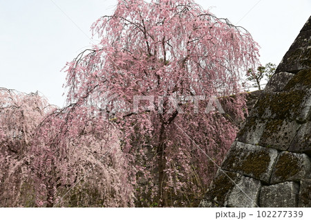 盛岡市岩手公園(盛岡城跡公園)の桜 盛岡市岩手公園(盛岡城跡公園)の桜 102277339