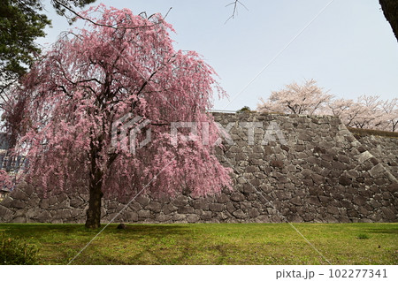 盛岡市岩手公園(盛岡城跡公園)の桜 盛岡市岩手公園(盛岡城跡公園)の桜 102277341