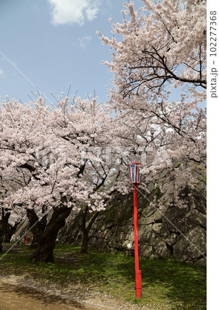 盛岡市岩手公園(盛岡城跡公園）の桜 102277368