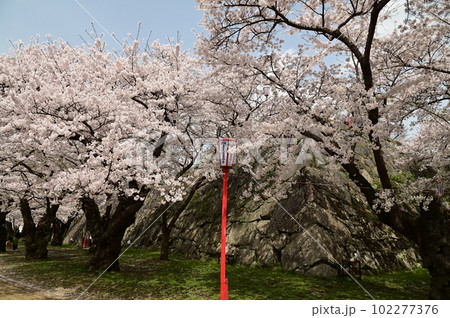 盛岡市岩手公園(盛岡城跡公園)の桜 盛岡市岩手公園(盛岡城跡公園)の桜 102277376