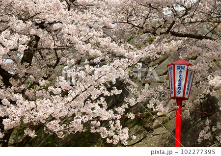 盛岡市岩手公園(盛岡城跡公園）の桜 102277395