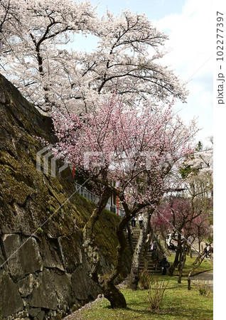 盛岡市岩手公園(盛岡城跡公園)の桜 盛岡市岩手公園(盛岡城跡公園)の桜 102277397