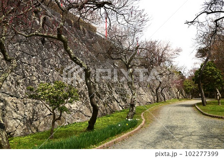 盛岡市岩手公園(盛岡城跡公園）の桜 102277399