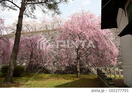 盛岡市岩手公園(盛岡城跡公園）の桜 102277701