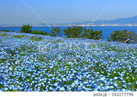 【大阪府】大阪まいしまシーサイドパークのネモフィラ 102277796
