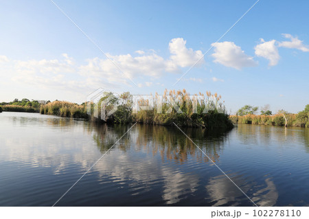 Nature background with coastal reed and shining lake water with blue sky Nature background with coastal reed and shining lake water with blue sky 102278110