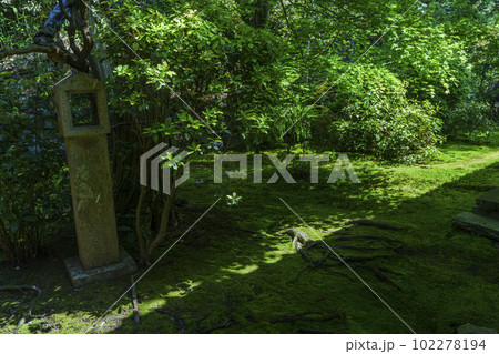 臥雲山即宗院 庭園 新緑の季節(京都市東山区) 臥雲山即宗院 庭園 新緑の季節(京都市東山区) 102278194