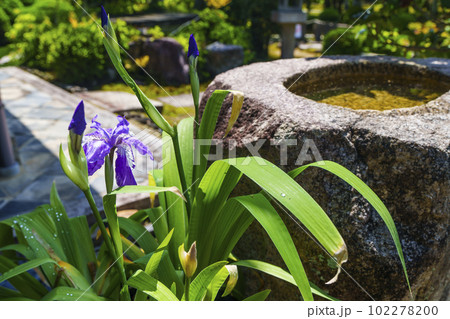 臥雲山即宗院 石水鉢と花 新緑の季節(京都市東山区) 臥雲山即宗院 石水鉢と花 新緑の季節(京都市東山区) 102278200