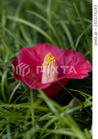 芝生に落ちた椿の花 102278263