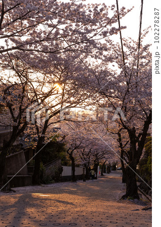 石切桜坂の桜並木 102278287