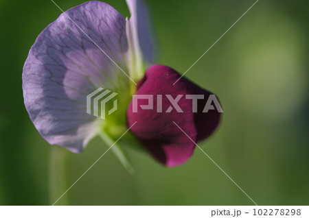 清々しい初夏の野菜畑。青空に向かってぐんぐん伸びていく。美味しくなあれ美味しくなあれと声をかける。 清々しい初夏の野菜畑。青空に向かってぐんぐん伸びていく。美味しくなあれ美味しくなあれと声をかける。 102278298