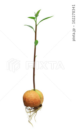 Avocado sprout from germinated seed. isolated on white background Avocado sprout from germinated seed. isolated on white background 102278341