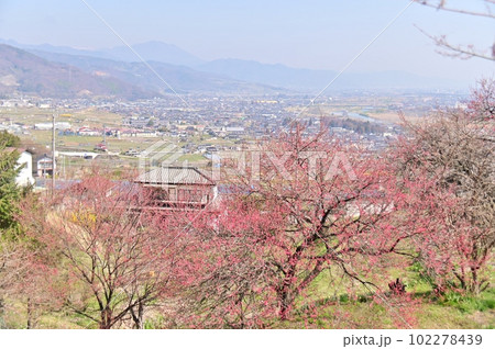 長楽寺境内から眺める善光寺平 102278439
