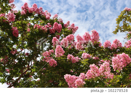 百日紅の花は夏を感じる華やかな花ー八 102278528