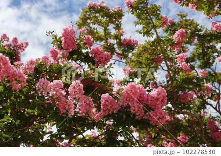 百日紅の花は夏を感じる華やかな花ー七 百日紅の花は夏を感じる華やかな花ー七 102278530