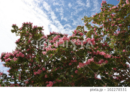 百日紅の花は夏を感じる華やかな花ー五 百日紅の花は夏を感じる華やかな花ー五 102278531