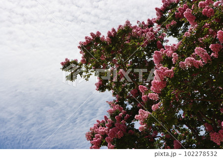 百日紅の花は夏を感じる華やかな花ー壱 百日紅の花は夏を感じる華やかな花ー壱 102278532