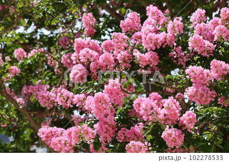 百日紅の花は夏を感じる華やかな花ー四 102278533