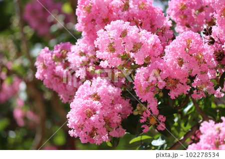 百日紅の花は夏を感じる華やかな花ー参 102278534