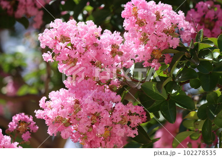 百日紅の花は夏を感じる華やかな花ー弐 百日紅の花は夏を感じる華やかな花ー弐 102278535