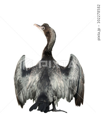 Little cormorant or Javanese cormorant spread wings isolated on white background. 102278582